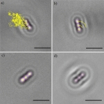 Images from the optical microscope showing the tracks of bacteria interacting with a surface