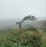 Decorative photograph of a wind-shaped tree on a hillside in fog
